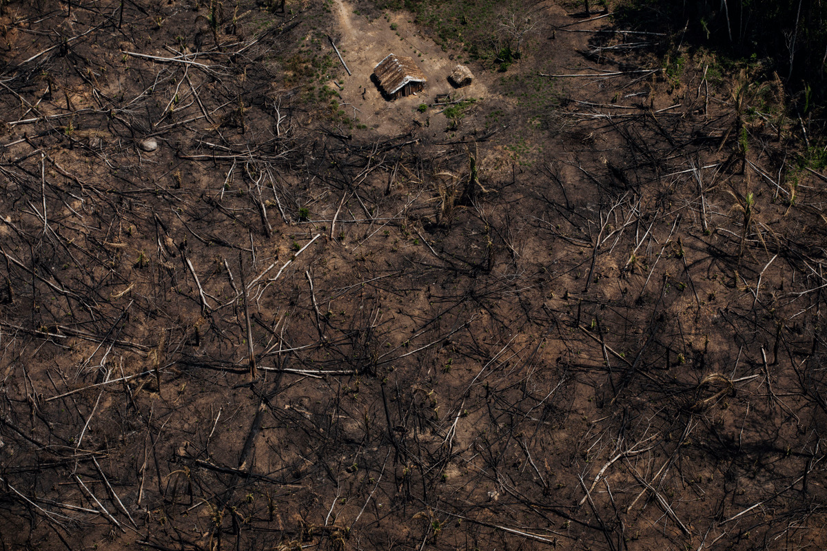 Governo Bolsonaro liberou plantio de cana sem nenhum estudo ambiental_img1