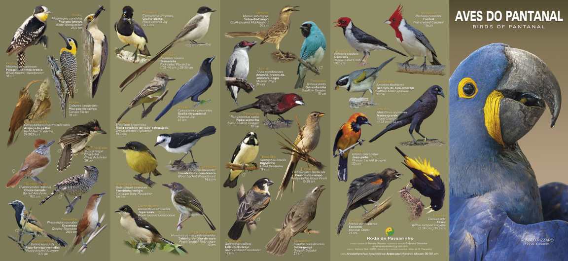 Guia Pantanal WEB
