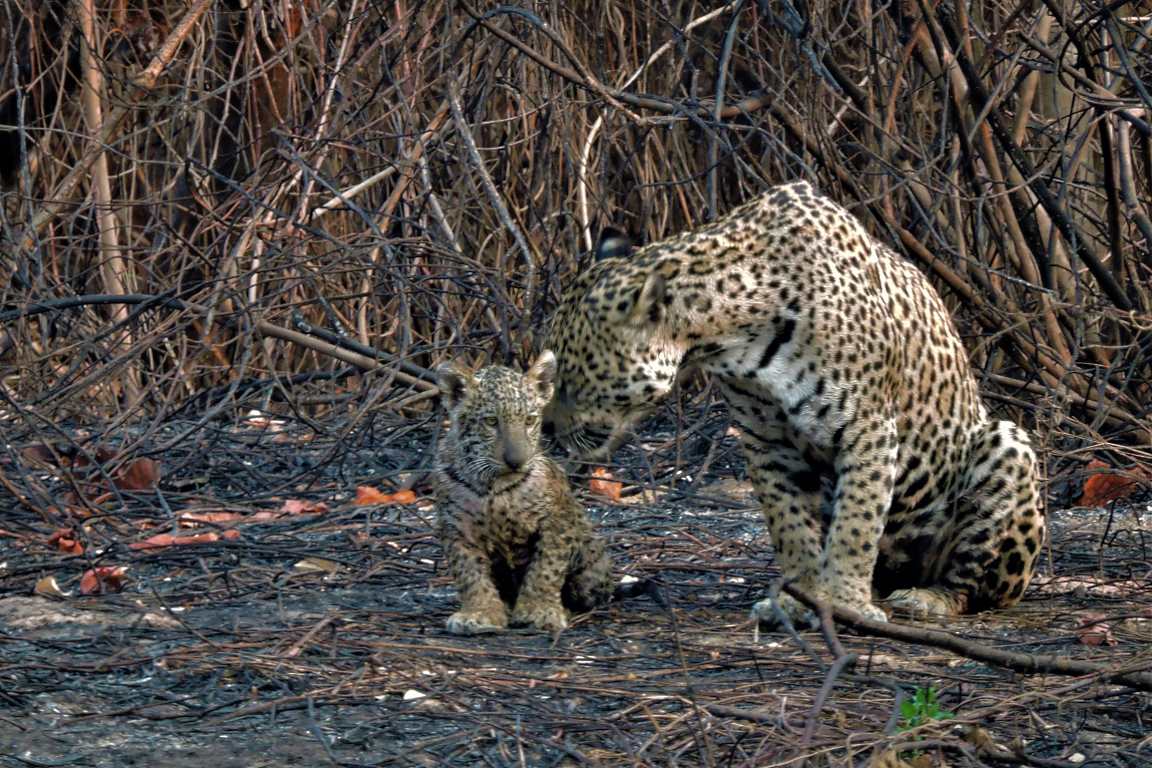 Recuperação do Pantanal “demandará esforços e custos elevados”, diz pesquisadora 12 familia2