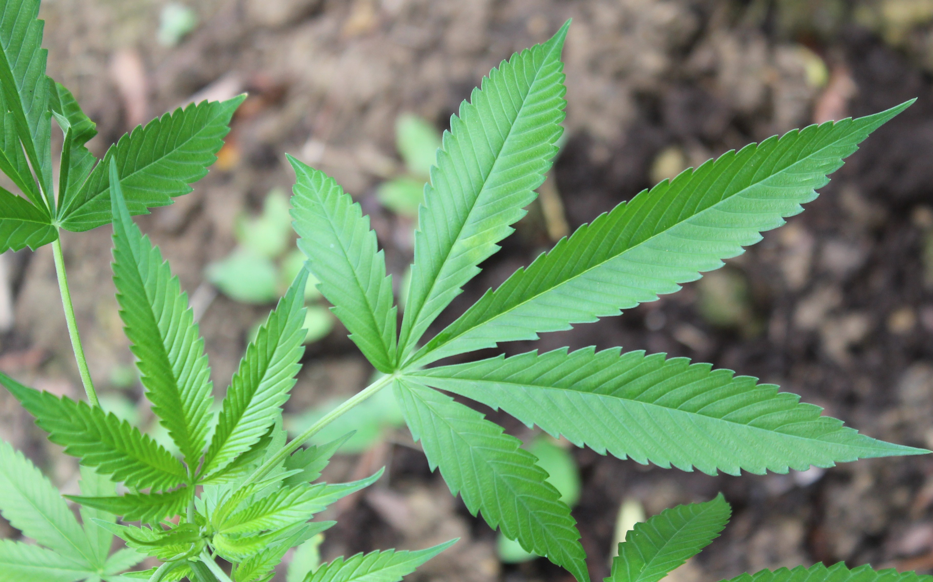 decisao do stj sobre cultivo de maconha medicinal cria empurra empurra com a anvisa 1