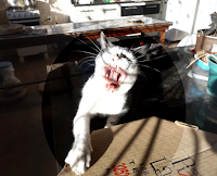 gatos2Biglu2Bbocejando
