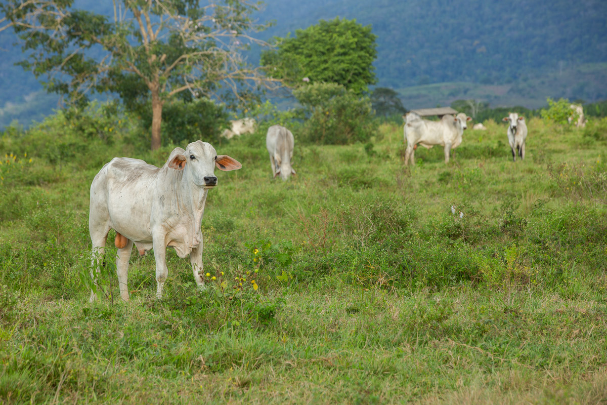 gado de fazendas ligadas a narcopecuarista foi vendido a jbs e frigol img1