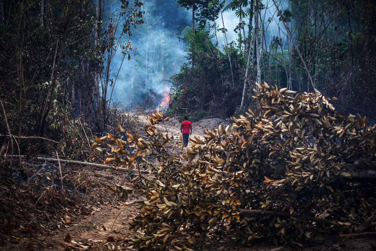 “A-Amazônia-está-morrendo”-e-o-Brasil-é-o-principal-culpado,-diz-cientista-do-Inpe_header