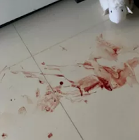 O MISTÉRIO EM TORNO DA VIOLÊNCIA SOFRIDA POR JOICE HASSELMANN 21 joic2Bsangue