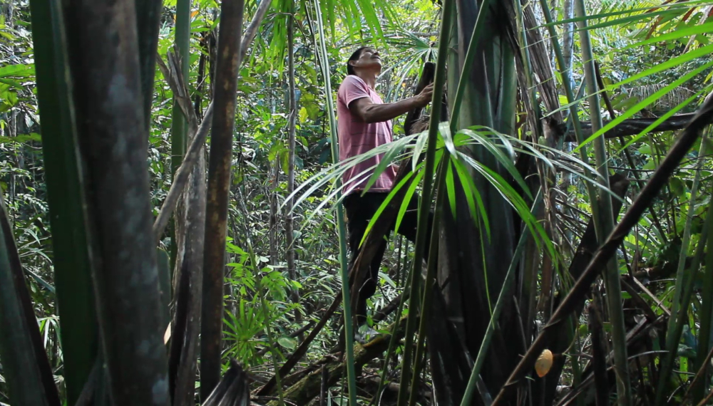 Em pouco mais de 48h, povos indígenas podem perder os meios para sua sobrevivência 18 Cacique Railson, homem indígena, posa de pé em meio à floresta olhando para o céu