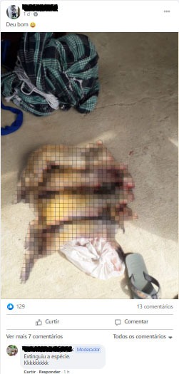 Caçadores ilegais: brasileiros compartilham dicas de caça e venda de armas no Facebook 15 Foto de cotias abatidas postada em grupo de Facebook, com a legenda "Deu bom"