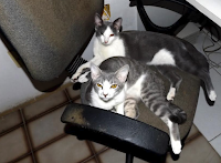 gatos2Biglu2Be2Brisque2Bna2Bcadeira