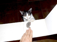 gatos2Bjoinha2Bcom2Bratinho2Bem2Bfev2B2020