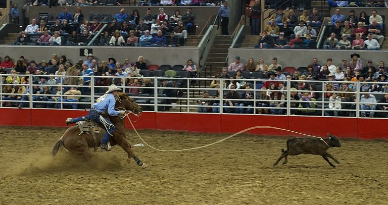 Foto de um rodeio. Um homem está montado num cavalo, numa arena, e laça um bezerro