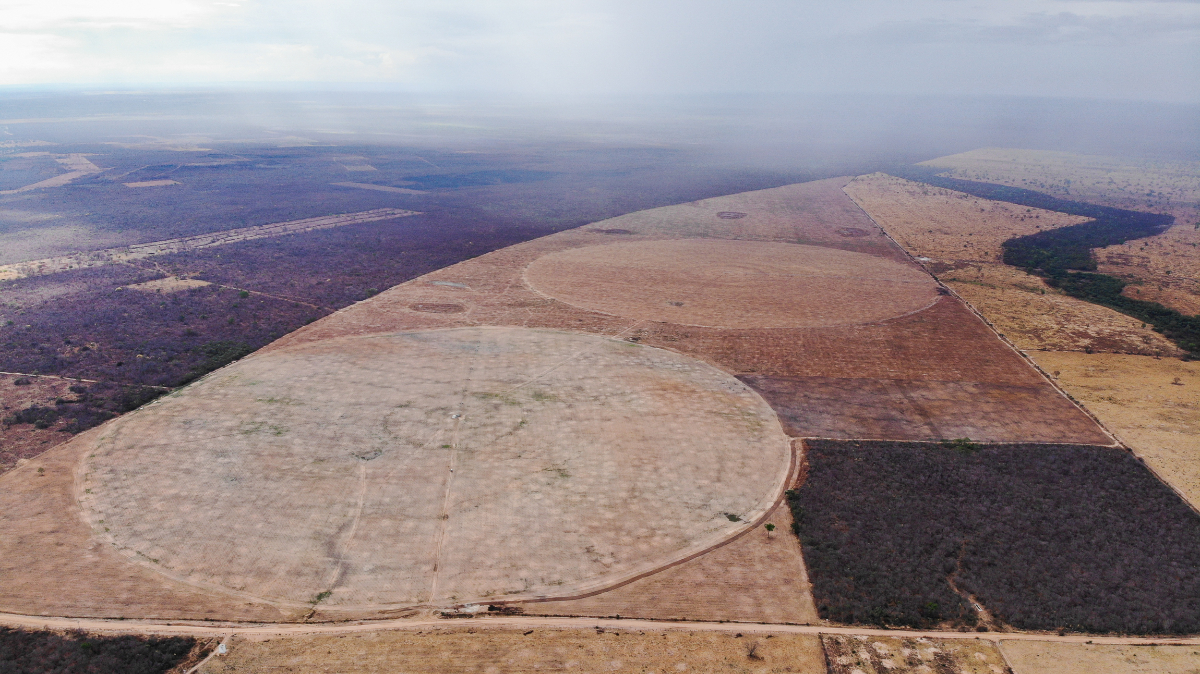 Imagem aérea mostra círculos chamados de pivôs centrais, usados pelo agronegócio, em meio a áreas verdes