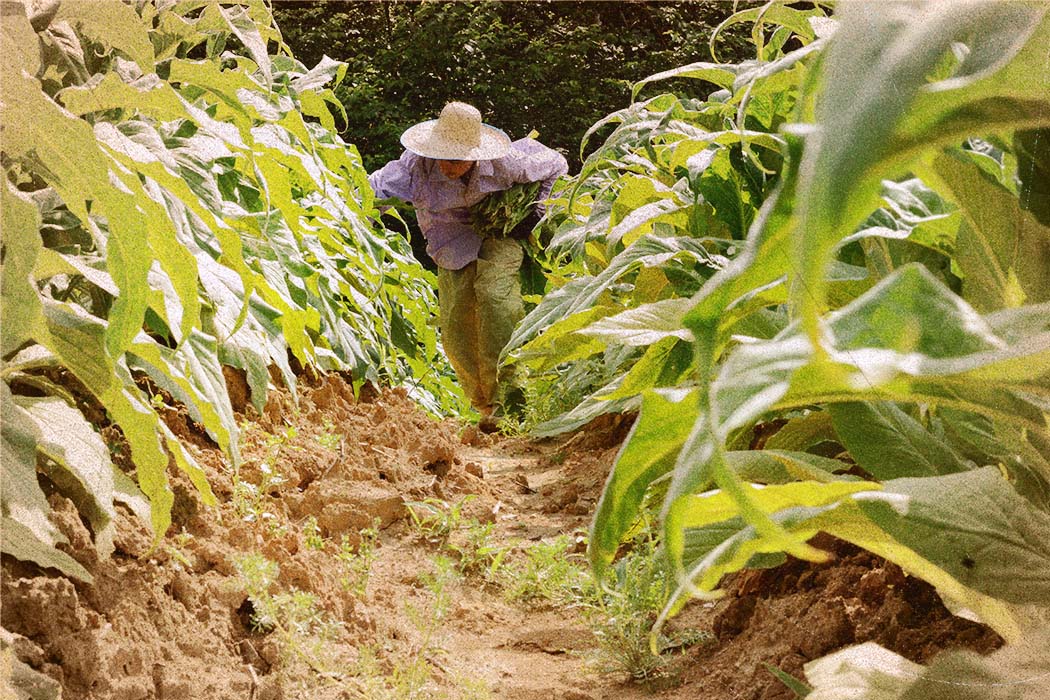 Depressão, ansiedade e suicídios: a realidade dos que plantam tabaco no Brasil 30 Um homem com calça verde, camisa roxa e chapéu de palha percorre o corredor de uma plantação; ele segura algumas folha debaixo do braço