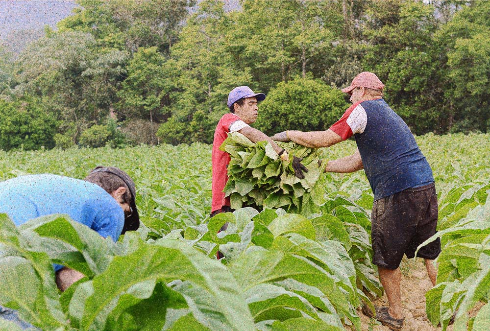 Depressão, ansiedade e suicídios: a realidade dos que plantam tabaco no Brasil 29 A imagem mostra três homens colhendo tabaco; um está de costas, veste uma camiseta azul e um boné preto; outro está em pé recebendo um ramo de folhagens, ele veste uma camiseta vermelha e um boné azul; o último, também de costas, veste uma bermuda preta com blusa azul, branca e vermelha e um boné vermelho