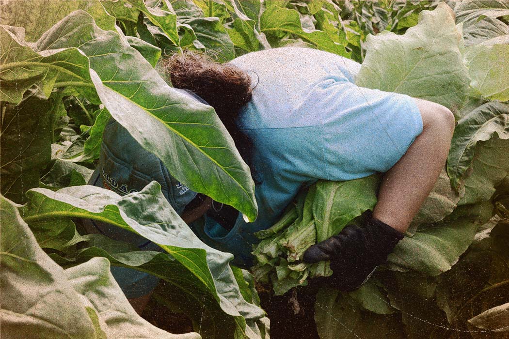 Depressão, ansiedade e suicídios: a realidade dos que plantam tabaco no Brasil 34 Com um ramo de folhas de tabaco debaixo do braço e o rosto encoberto por outras folhas, uma mulher de boné e camiseta azul trabalha em meio à plantação