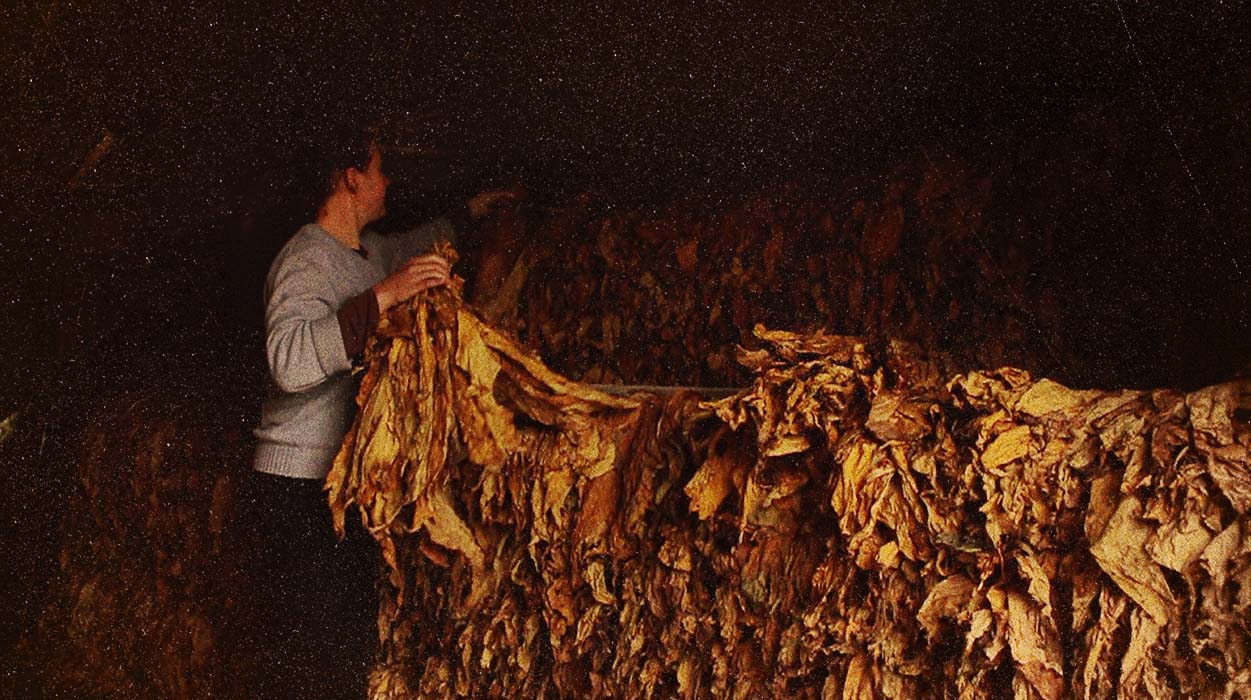 Depressão, ansiedade e suicídios: a realidade dos que plantam tabaco no Brasil 31 Uma mulher com um moletom azul segura em suas mãos um maço de folhas de tabaco secas, que ocupam todo o cômodo onde está