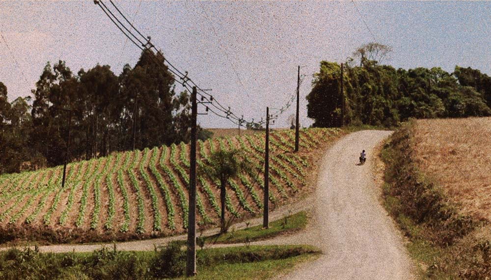 Depressão, ansiedade e suicídios: a realidade dos que plantam tabaco no Brasil 32 A imagem mostra em plano aberto um homem andando de moto em meio à uma estreita estrada de terra; o espaço conta ainda com postes de iluminação e árvores