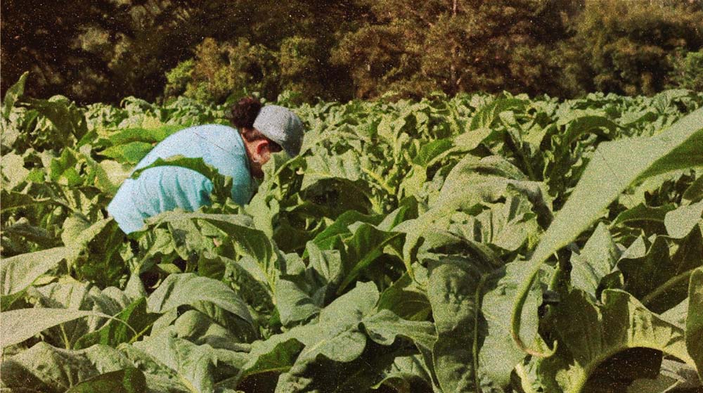 Depressão, ansiedade e suicídios: a realidade dos que plantam tabaco no Brasil 33 Com o rosto encoberto por folhas de tabaco, uma mulher de boné e camiseta azul trabalha em meio à plantação