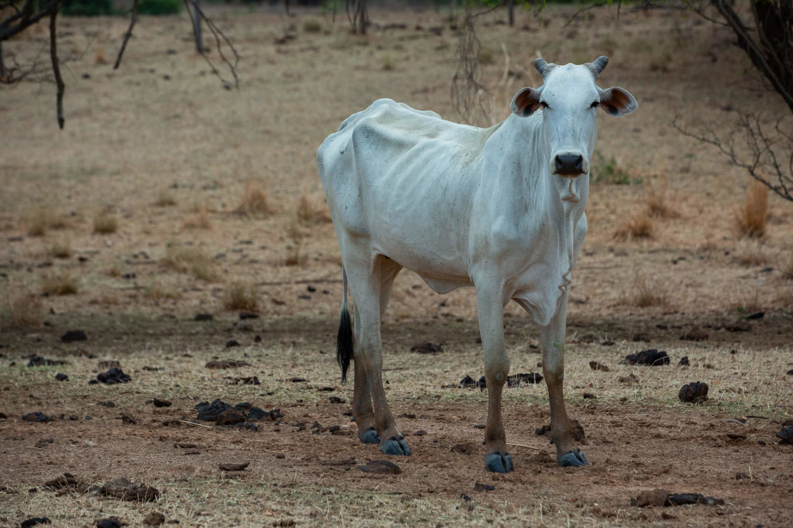 Thelma Krug: IPCC mostra que mudanças no clima tornaram Brasil altamente vulnerável 14 Foto mostra gado magro e terra castigada pela seca