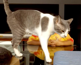 aniv2520552520risquinho2520protagonismo