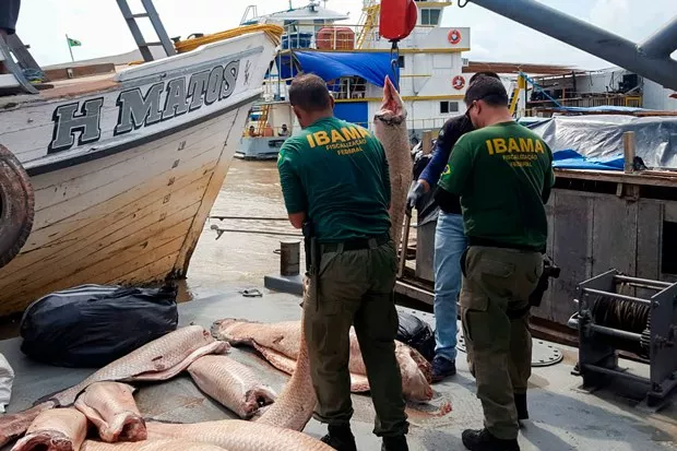 Vale do Javari teve multa recorde por pesca ilegal de pirarucu no Amazonas 10 divulgacao ibama operacao 2019 tabatinga am pesca ilegal de pirarucu