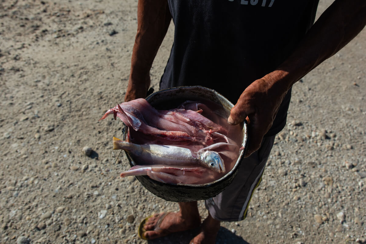 “Gurijuba, não vi mais”: falta de peixe afeta alimentação de comunidades amazônicas 52 Pessoa segura bacia com peixes