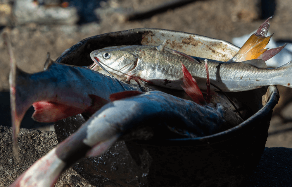“Gurijuba, não vi mais”: falta de peixe afeta alimentação de comunidades amazônicas 53 foto10 gurijuba nao vi mais falta de peixe afeta alimentacao de comunidades amazonicas
