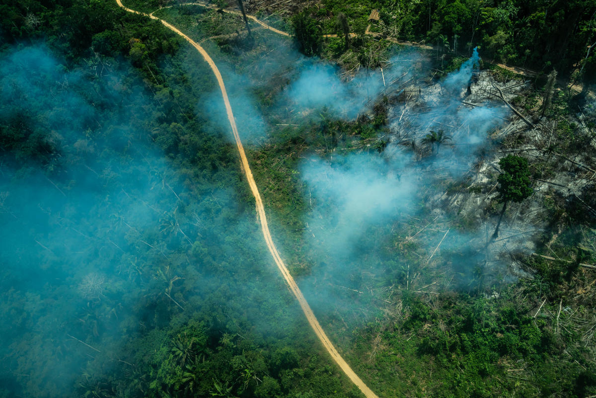 ituna itata fabio nascimento greenpeace chama o zequinha como um senador abriu as portas do governo a grileiros da amazonia