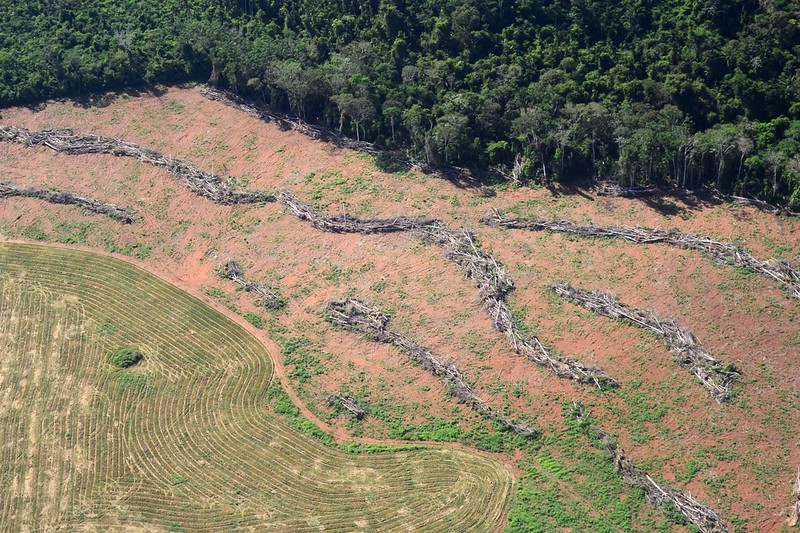 Foto1 Novo governo Bolsonaro significa certeza de que perderemos a Amazonia diz pesquisadora