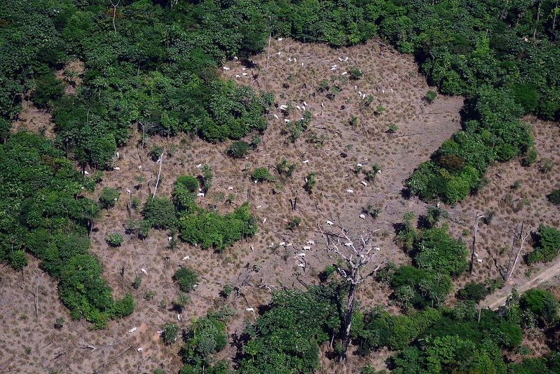 Foto2 Novo governo Bolsonaro significa certeza de que perderemos a Amazonia diz pesquisadora