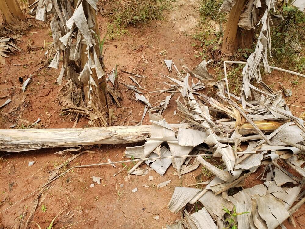 Foto1 Drones jogam agrotoxicos sobre comunidades rurais e intoxicam moradores em Pernambuco